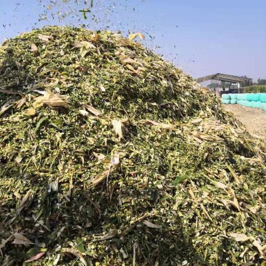 临泉县秸秆饲料  秸秆类饲料 柔丝玉米秸秆青储草料，黄储草料，牧草