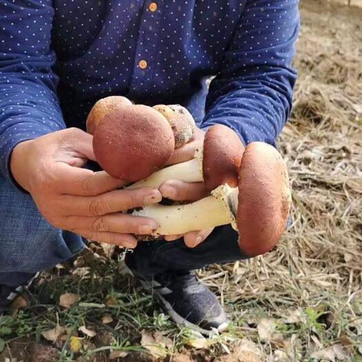 邳州市 新鲜赤松茸 产地大量长期供应 各种规格都有