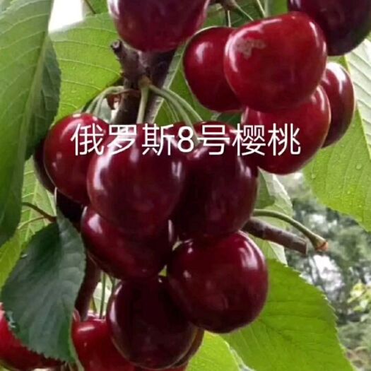 盖州市 辽宁俄罗斯8号大樱桃苗