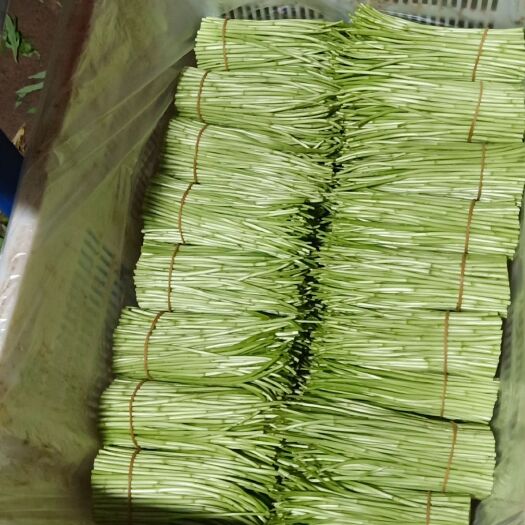 嵩明县云南蒌蒿 20~25cm
