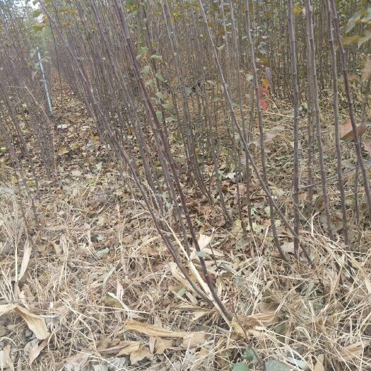 朝阳县鸡心果苗 鸡心果起苗了，量大优惠，量小包邮