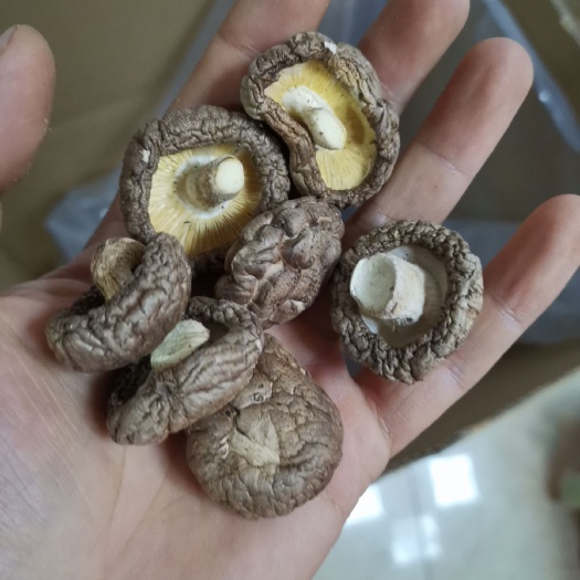 交口县野生香菇 新货 产地直供 包邮 精品 各种规格