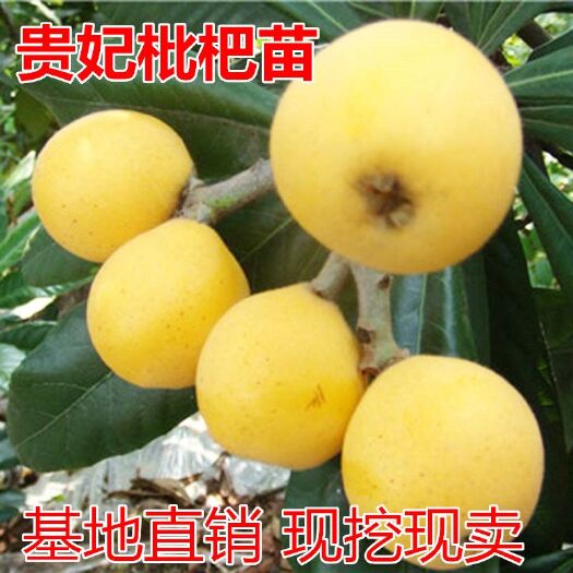 平邑县 贵妃枇杷树苗正宗嫁接苗无核枇杷苗当年结果南方北方种植果树苗