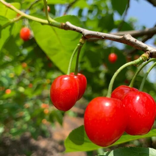 绛县玛瑙红樱桃树苗 玛瑙红樱桃，南方品种玛瑙红樱桃，纯度高一手种植