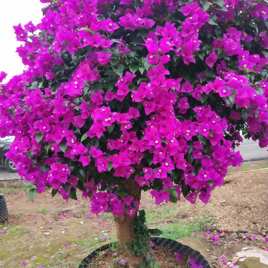 宜宾 宜宾三角梅基地工程笼子货红花紫花
