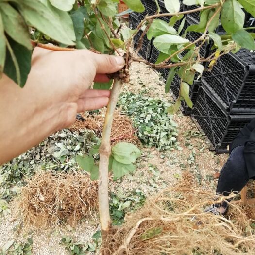 平邑县 二十天不开花的金银花苗