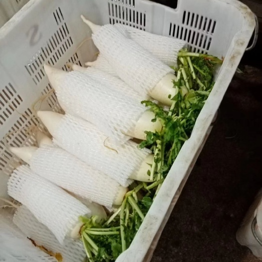 寻甸县精品白萝卜