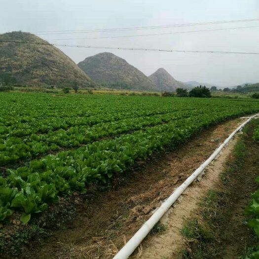江华县包心芥菜