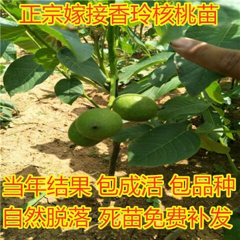 平邑县香玲核桃苗 基地直销 现挖现卖 包成活 包品种 当年结果 死苗补发