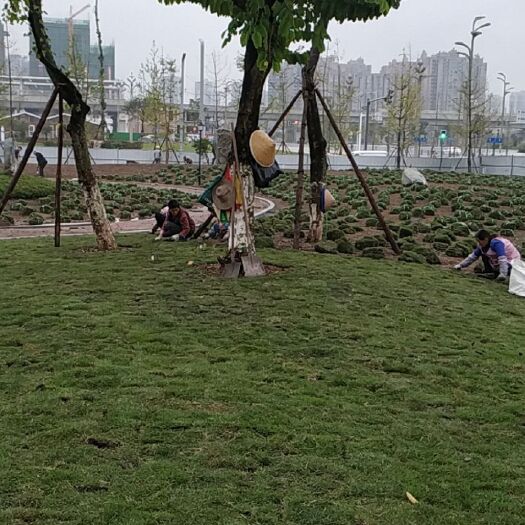 成都 绿化景观 首先草坪绿化