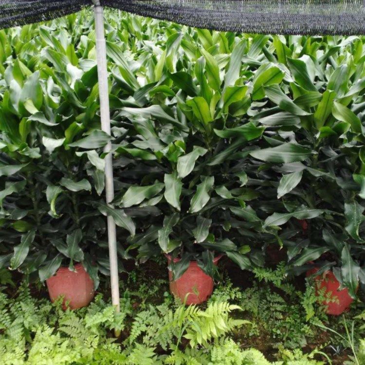 广州纽纹铁  螺纹铁 植物盆栽 室内四季常青绿植 大富贵净化空气吸收甲醇花