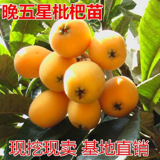平邑县 晚五星枇杷树苗正宗嫁接苗无核枇杷苗当年结果南方北方种植果树苗