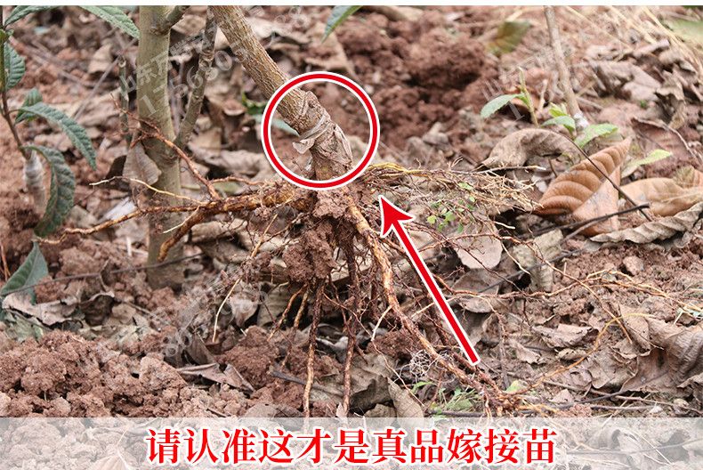  贵妃枇杷树苗正宗嫁接苗无核枇杷苗当年结果南方北方种植果树苗