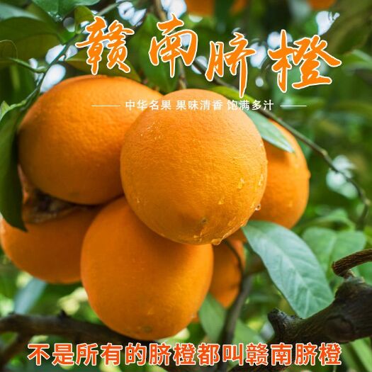 寻乌县 赣南寻乌脐橙当季新鲜橙子自家果园种植现在现卖