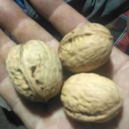 黄龙县 干核桃香菱核桃
