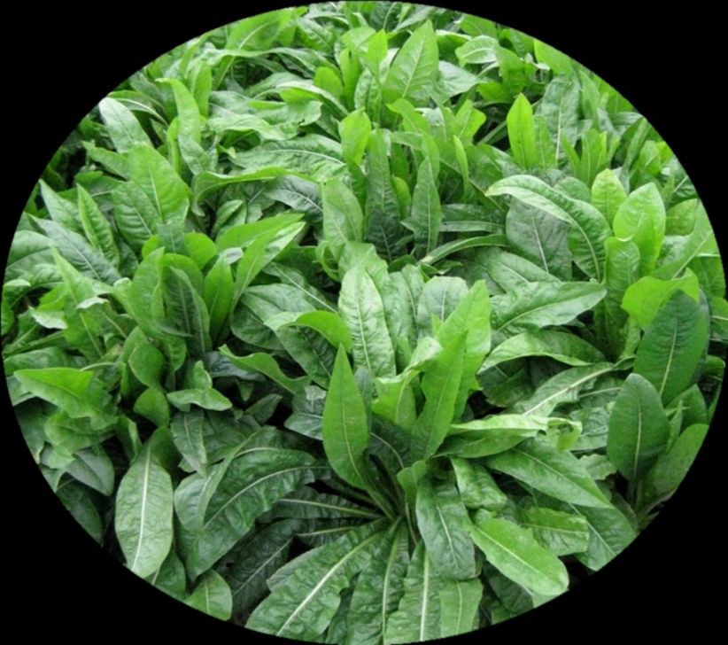 菊苣种子 菊苣种籽 牧草种子 猪羊牛兔鸡鸭鹅多年生四季高产养