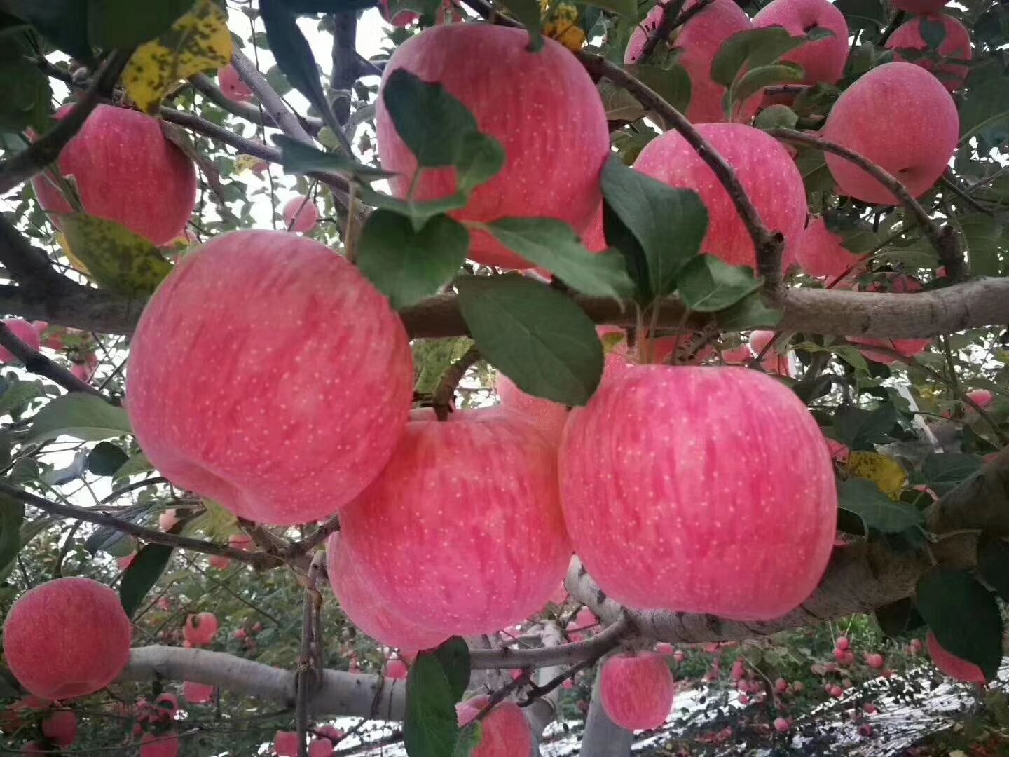 诱人可口的宜川苹果,甜度大,个体大,有充足货源.