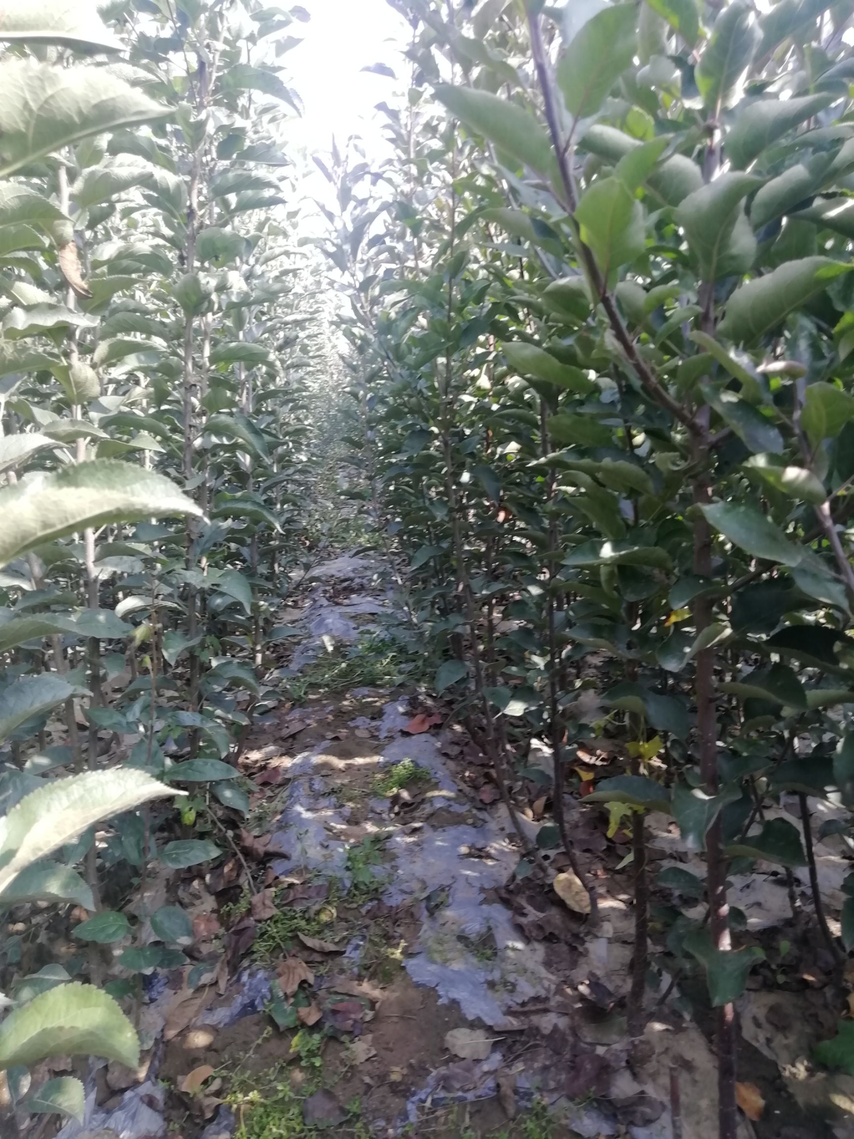  鲁丽苹果树苗，新品种，成熟早，脆甜爽口