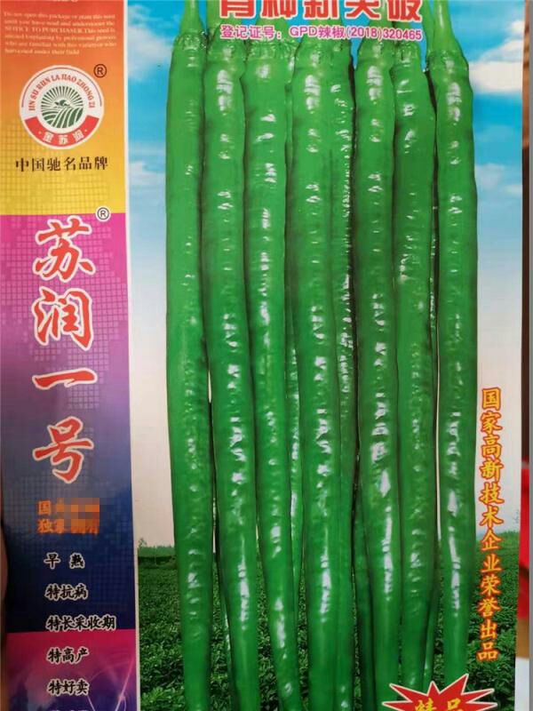 淮安线椒种子  苏润一号辣椒种子早熟特抗病特高产绿色特长果条椒辣