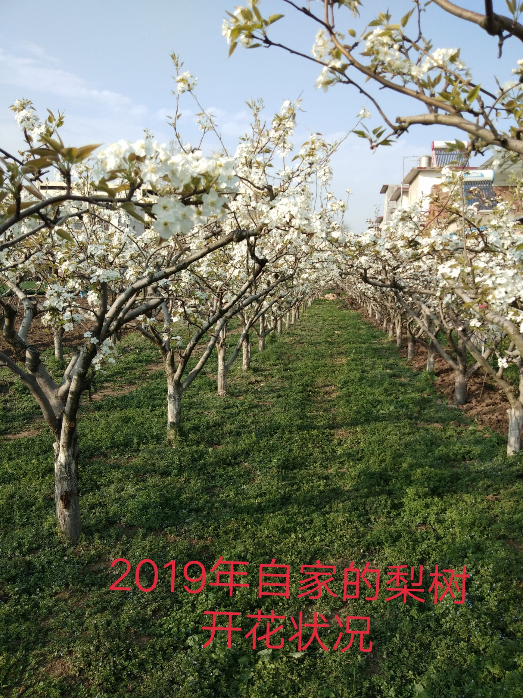 苹果梨种苗  苹果梨苗，脆甜，皮薄。