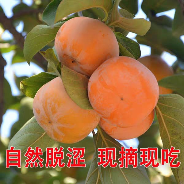 日本甜柿子苗 明年挂果苗，不暖脆柿，摘下就可以吃，甜度高，南北方适种