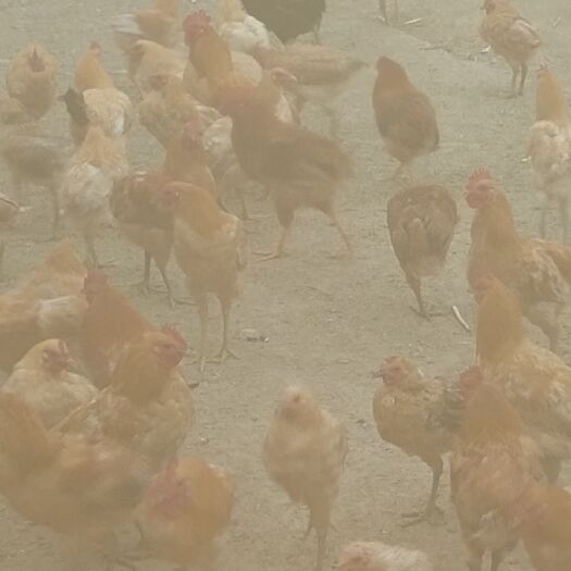 永和县 散养土鸡，红公鸡十个月，3一4斤，每只一百元