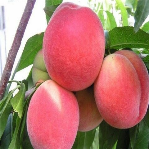 平邑县 水蜜桃苗 基地直供 现挖现发 易成活 包品种