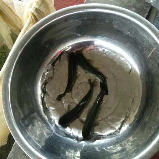 博罗县草鱼苗
