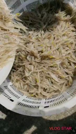 启东市优质白米虾，量大优先
