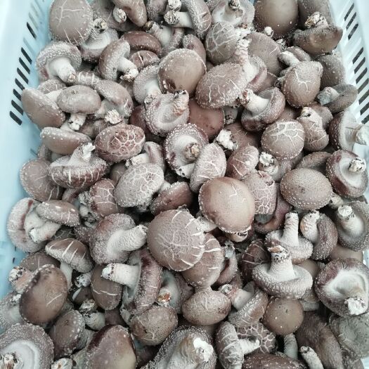 南漳县 新鲜香菇