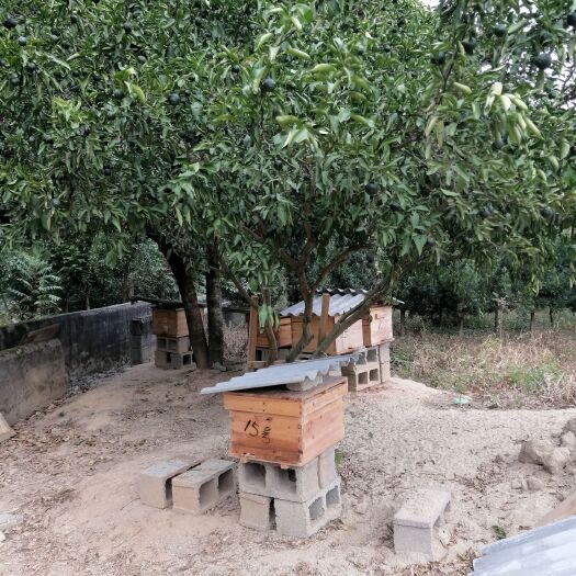 宜黄县 供应土蜂蜜