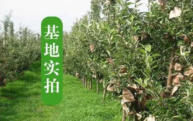  鲁丽苹果树苗，新品种，成熟早，脆甜爽口