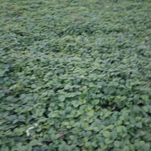 尚志市哈尼草莓苗，多年结果抗寒草莓苗，东北抗寒大果草莓苗