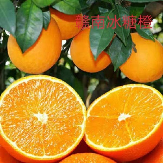 平邑县冰糖橙树苗 苗圃直供，1-3苗嫁接苗都有，保证品种和成活。免费技术指导。