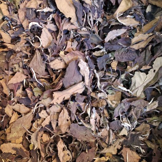 昆明 白茶