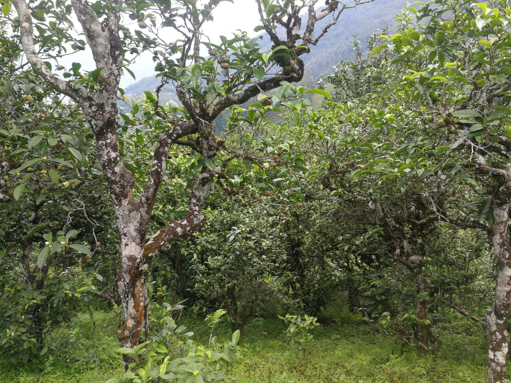 勐库古树茶 生态古树茶