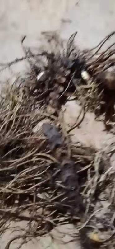 西安 产地一手货源八角莲种苗