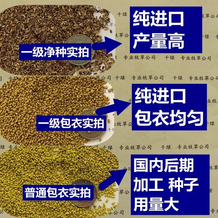 菊苣种子 菊苣种籽 牧草种子 猪羊牛兔鸡鸭鹅多年生四季高产养