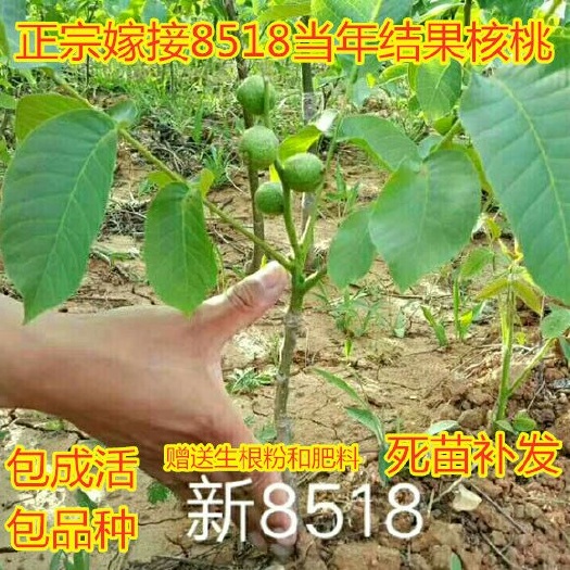 平邑县8518核桃苗 正宗嫁接8518核桃 当年结果 包成活 死苗补发 赠送生根粉