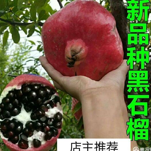 软籽石榴苗 软籽黑红石榴苗