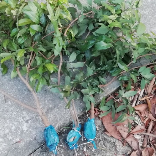 广州仙进奉荔枝苗  增城正宗基岗仙进奉荔枝高压苗