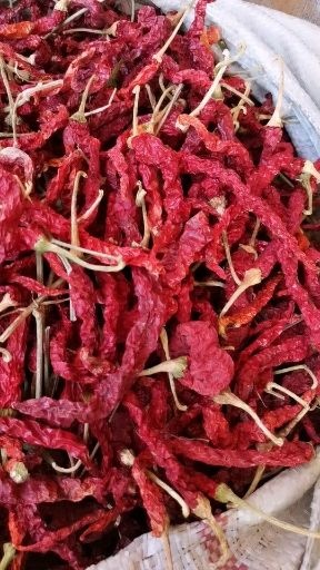 茶陵县机采 干线椒，新疆线椒！自然晒干！