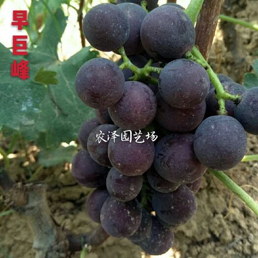 平度市早峰葡萄苗  早巨峰葡萄苗巨峰芽变葡萄苗辽峰葡萄苗大粒大棚葡
