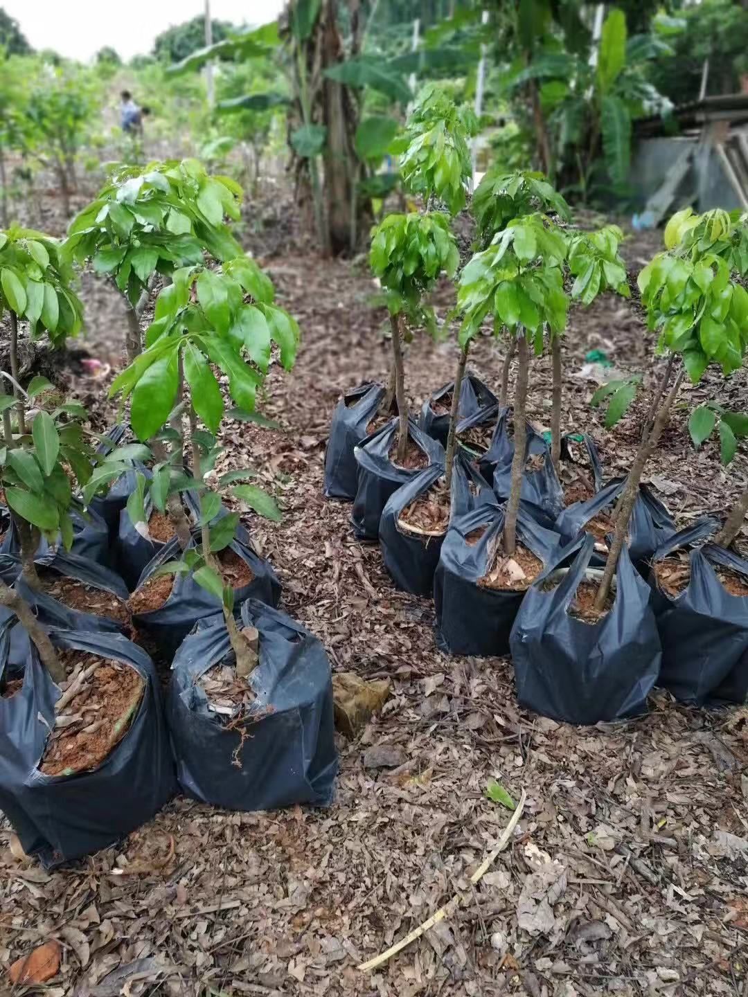 仙进奉荔枝苗  增城正宗基岗仙进奉荔枝高压苗