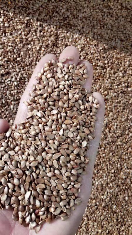 怀来县八棱海棠种子八棱海棠籽嫁接苹果树