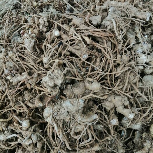 房县阳荷  阳荷种根