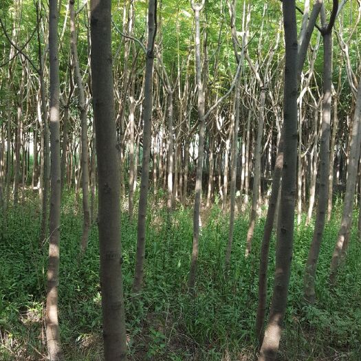 西昌市 出售3公分以上蓝花楹