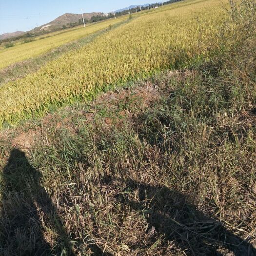 巴林右旗 赤峰市大板镇红星村长粒香大米口感香甜优良品种好吃不贵