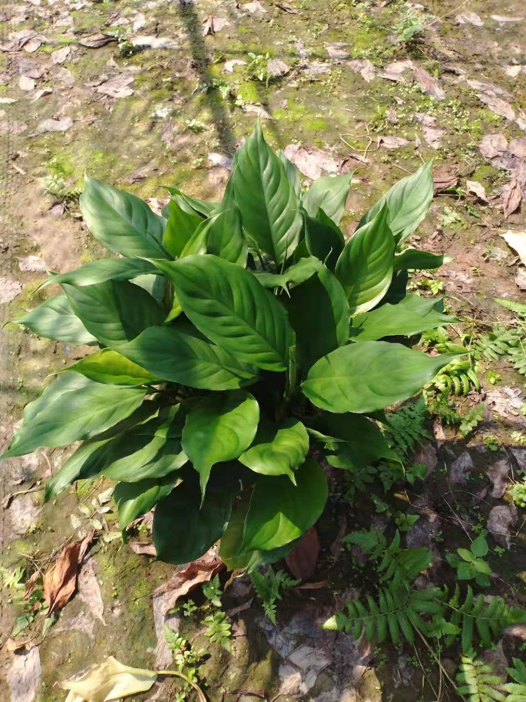 [大葉萬年青批發] 萬年青盆栽 植物室內客廳花卉家庭綠植 四季常青吸