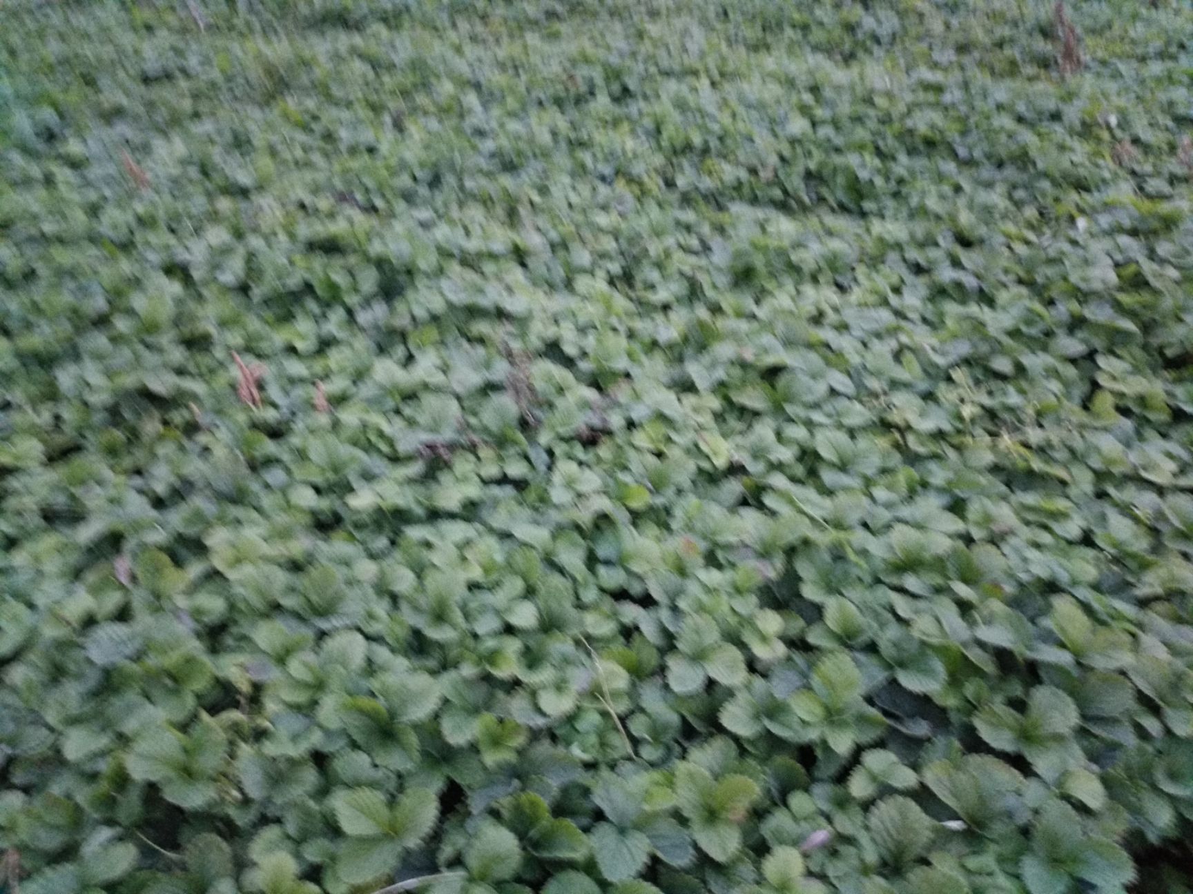 哈尼草莓苗，多年结果抗寒草莓苗，东北抗寒大果草莓苗